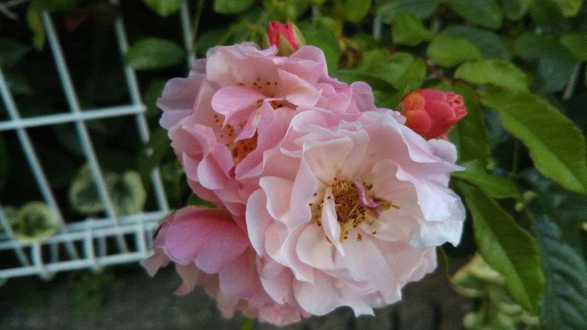 ６月の庭に咲く花💮🌫️風はまだ強い💨