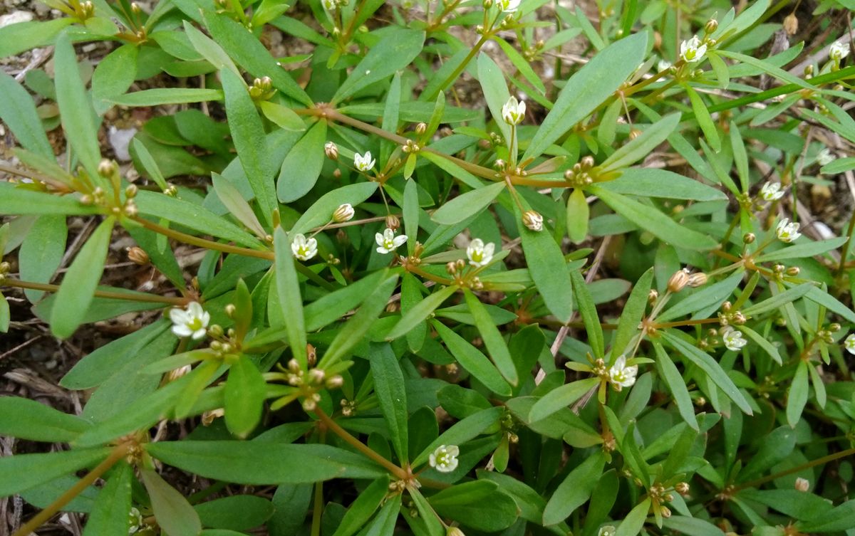 野草