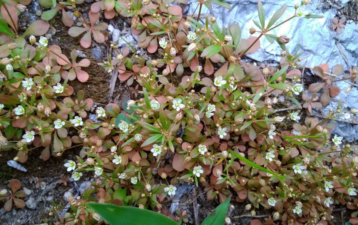 野草