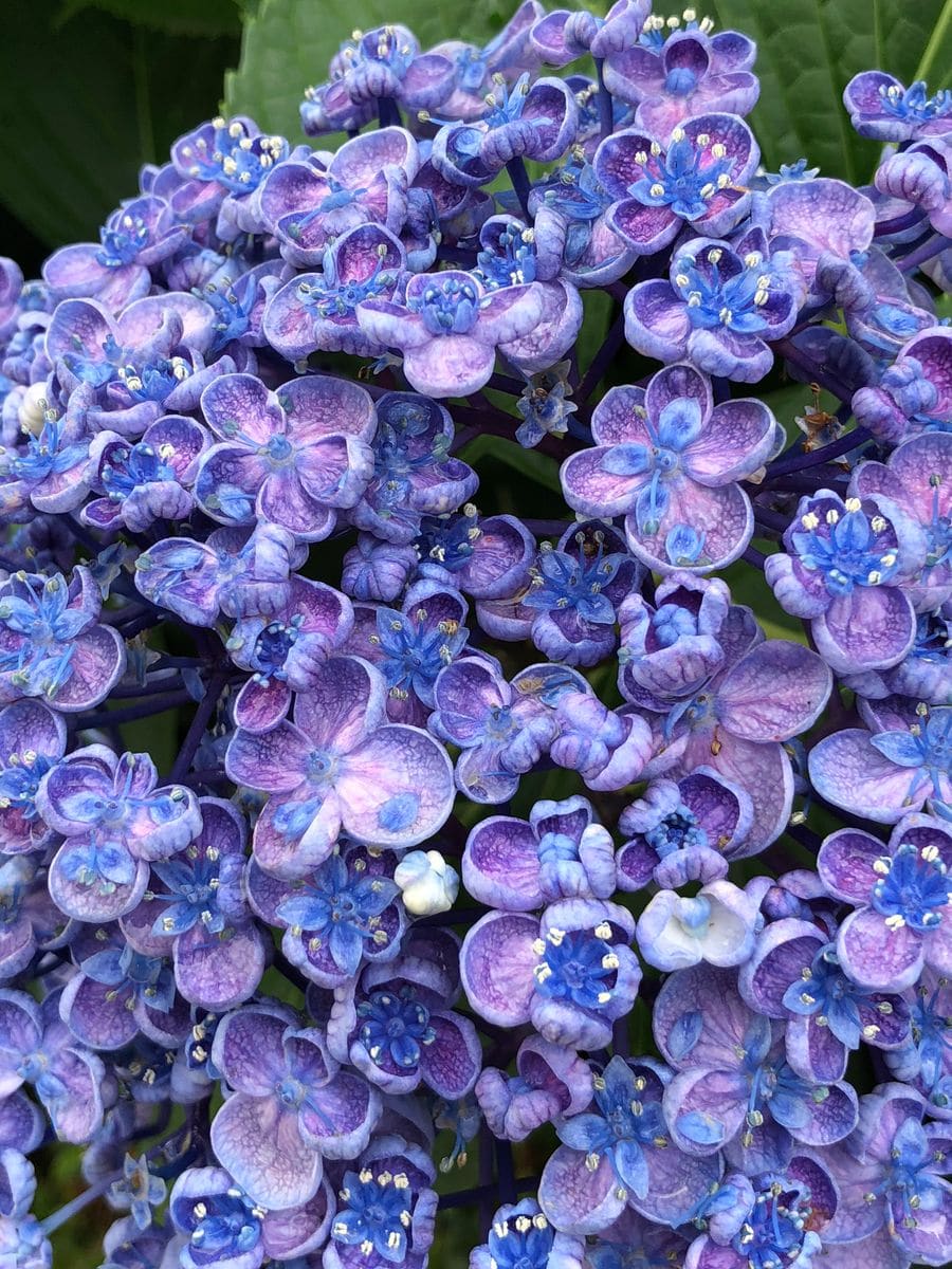近所で咲く紫陽花