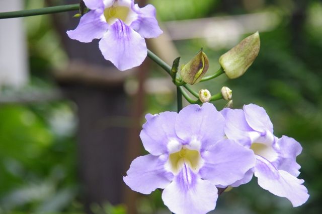 大温室の花達１