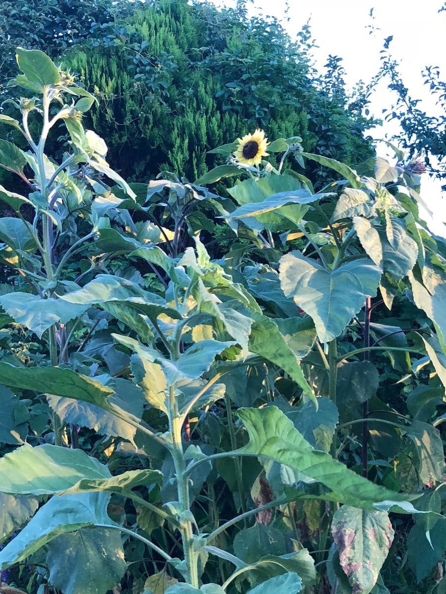 フルール公園にヒマワリが咲きました！🌻