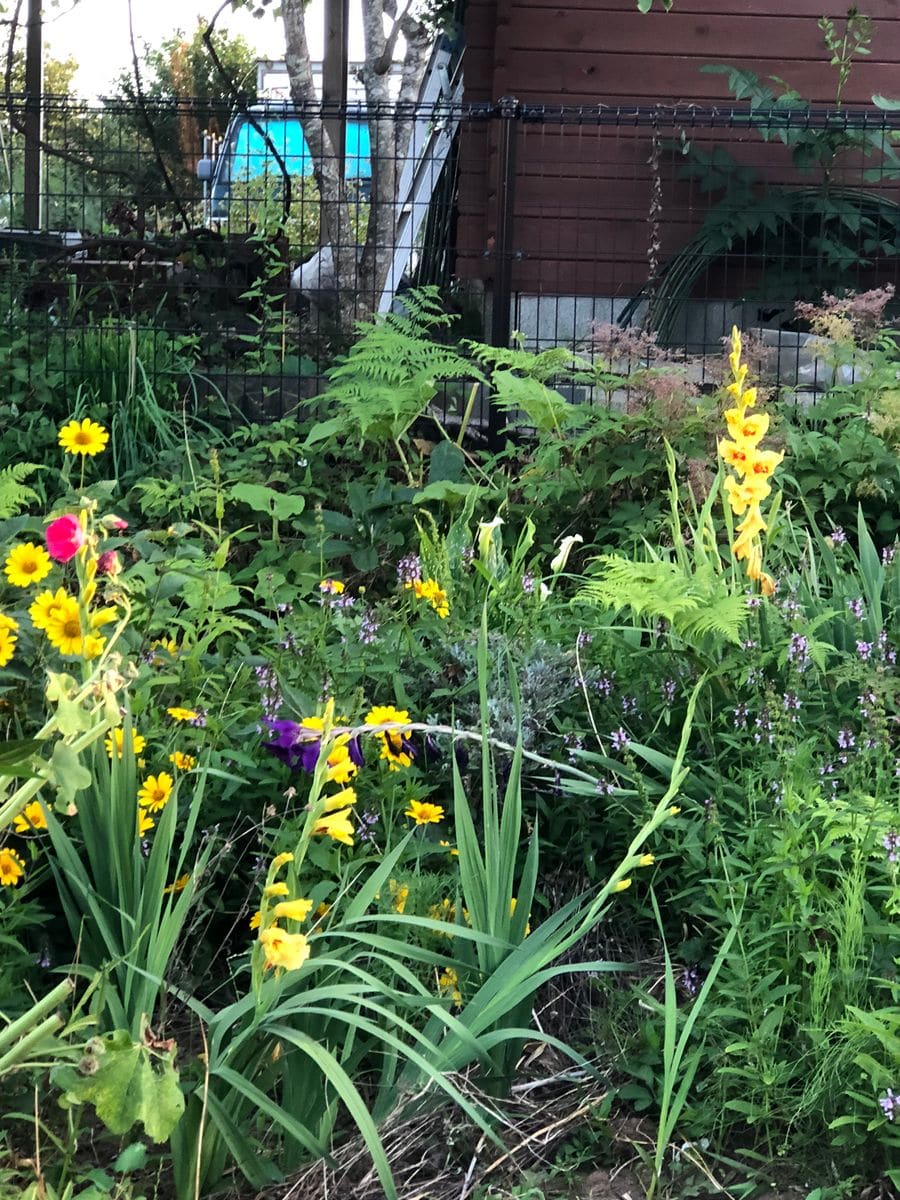 フルール公園にヒマワリが咲きました！🌻