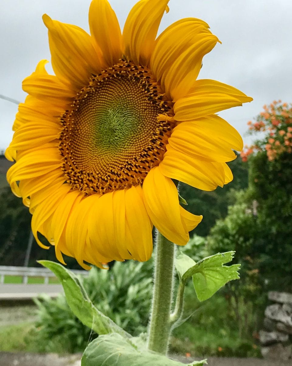 ひまわり🌻と小玉スイカ🍉