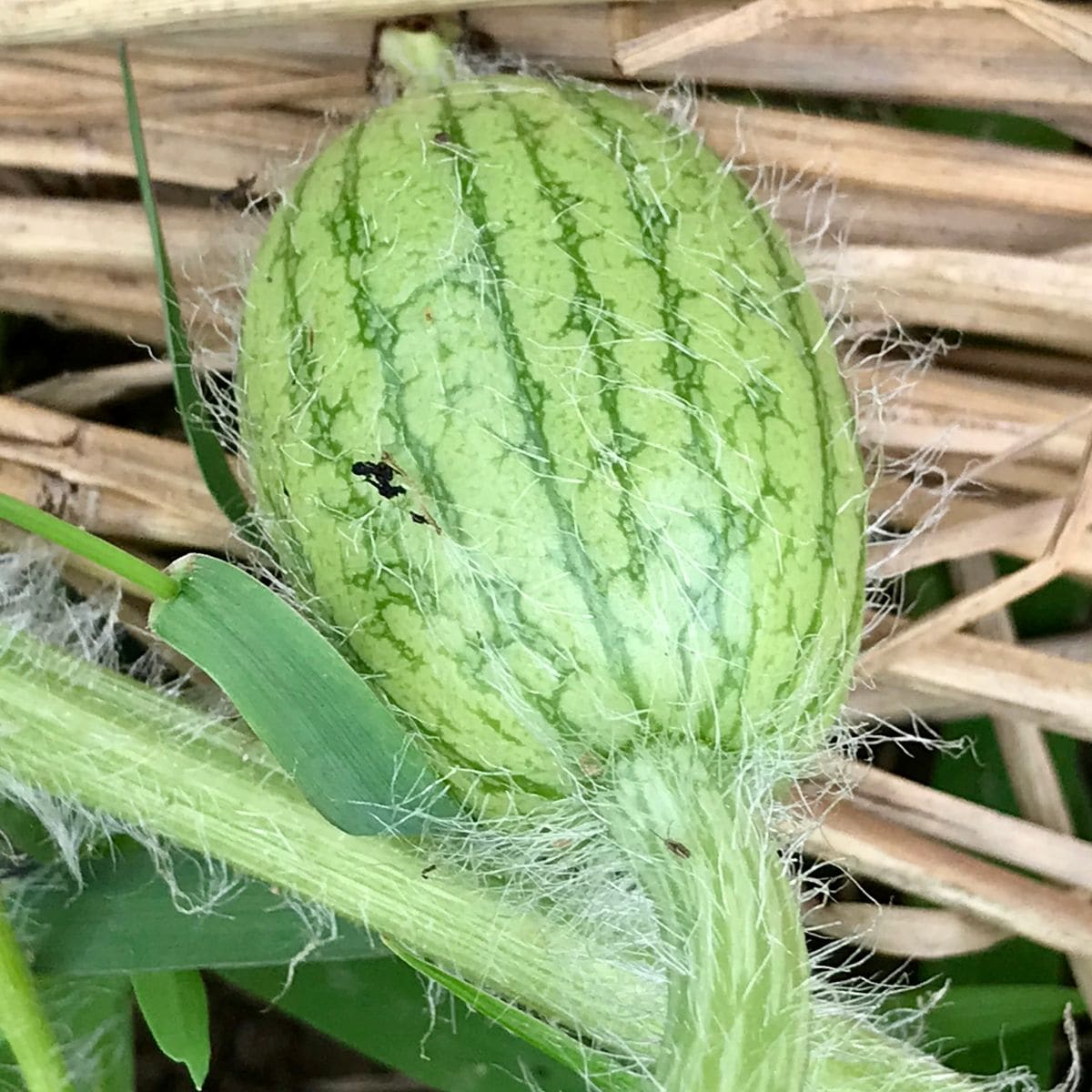 ひまわり🌻と小玉スイカ🍉