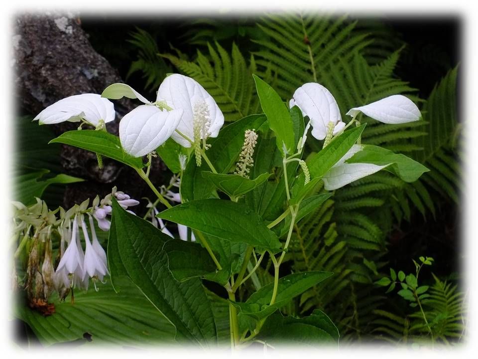 庭の花達