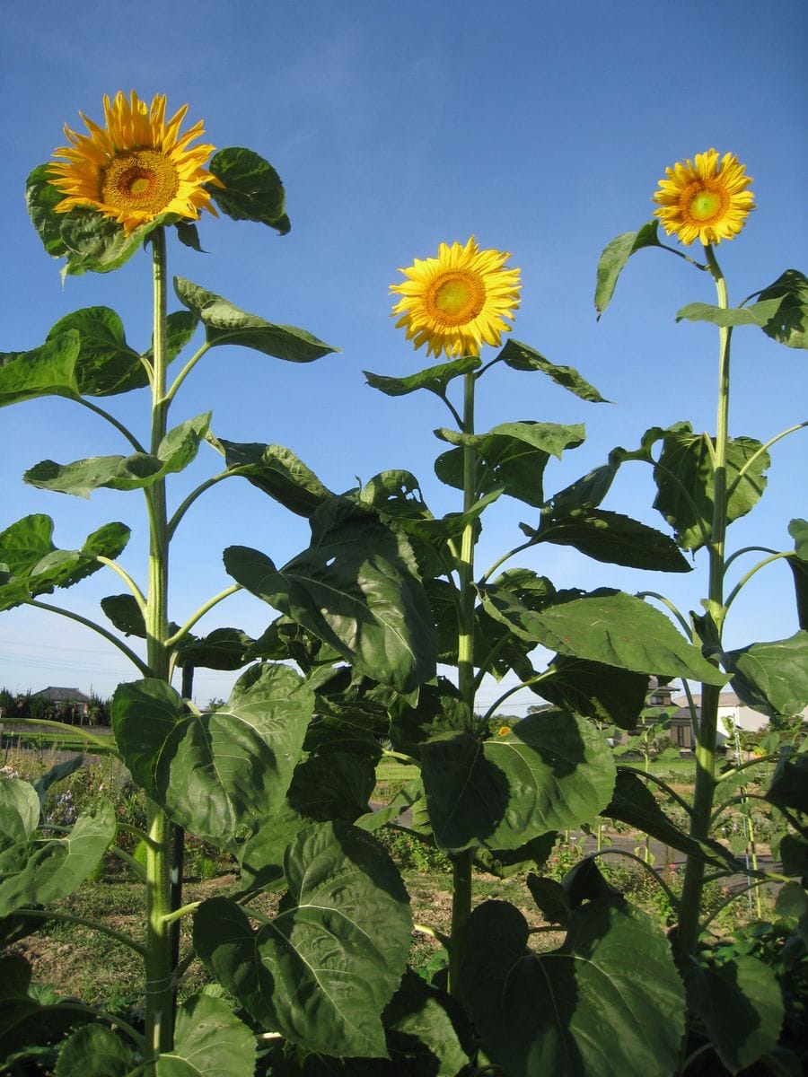 ひまわりが19本開花