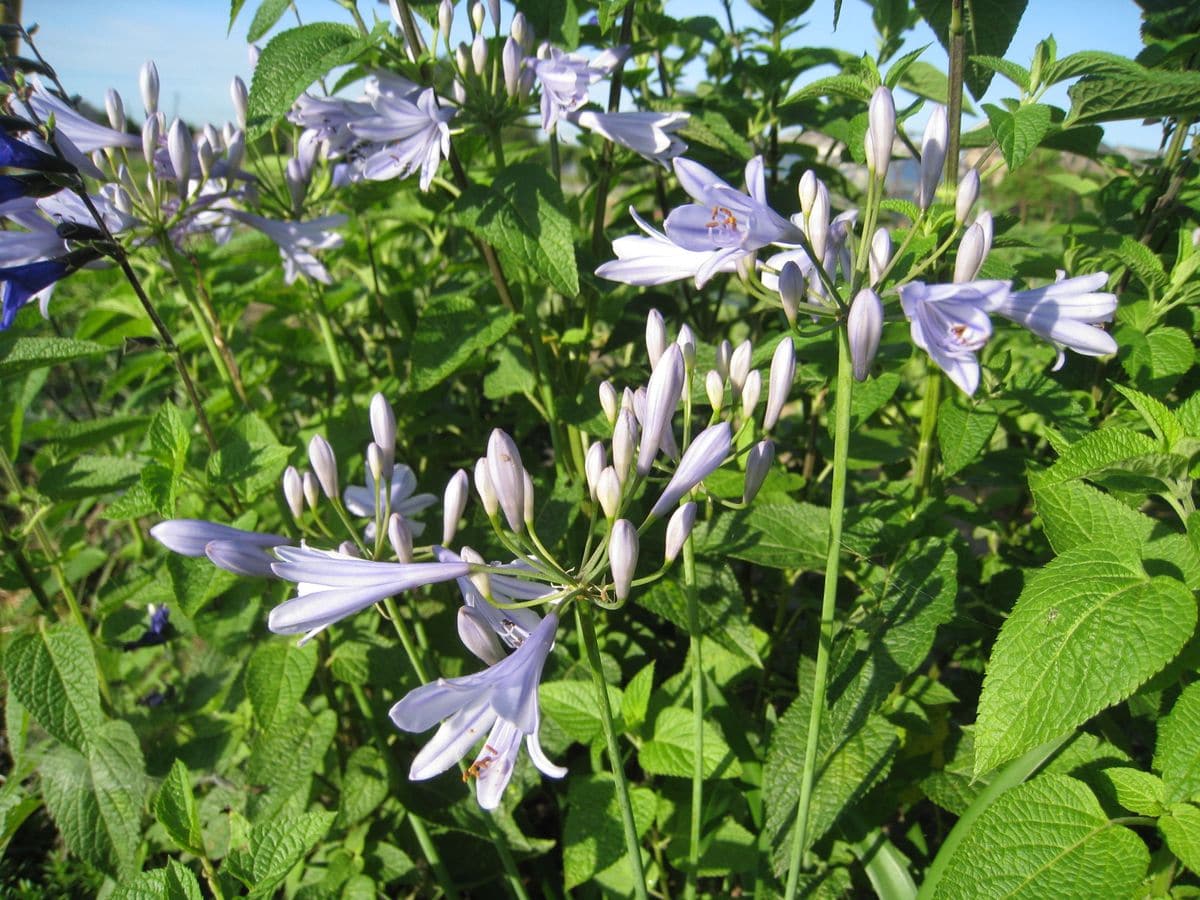 ひまわりが19本開花