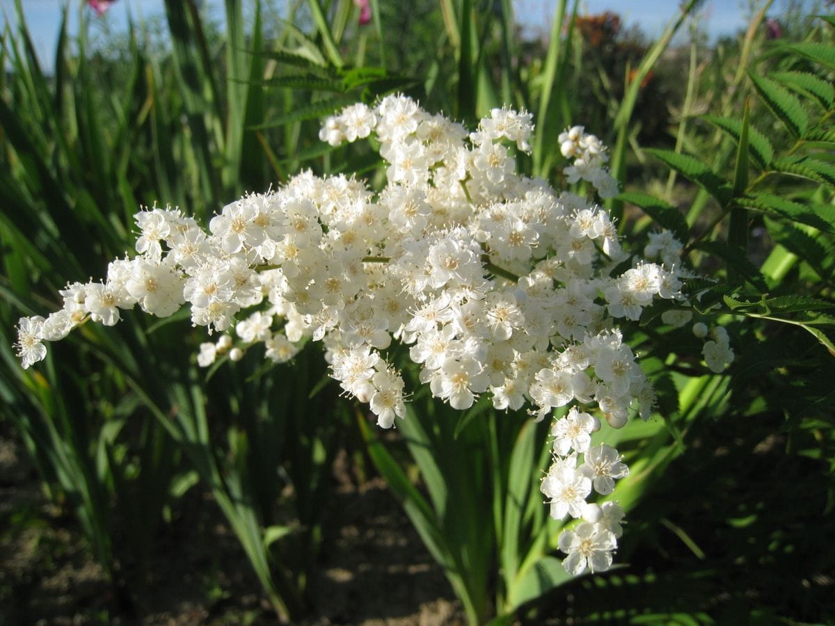 ひまわりが19本開花