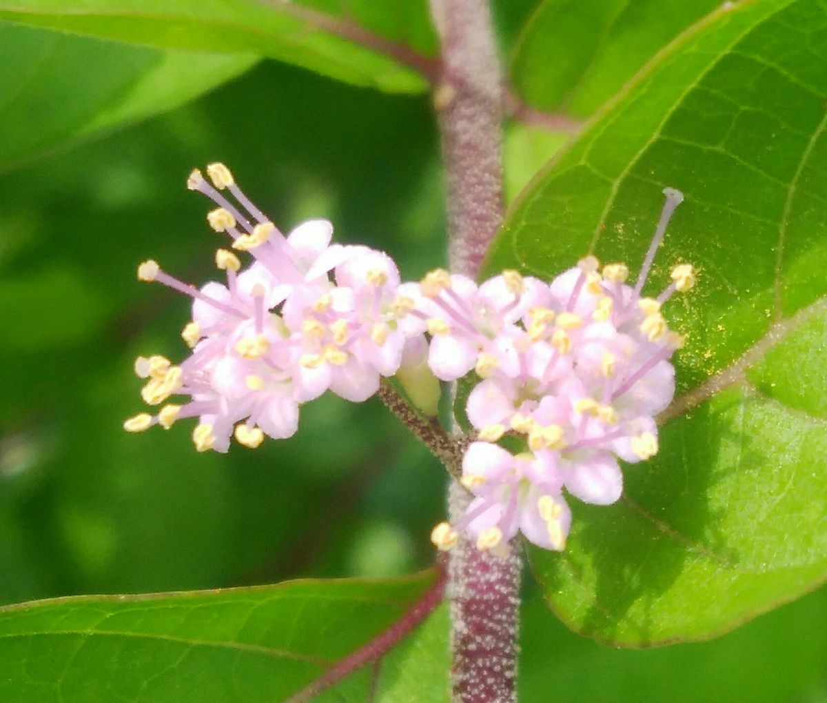 似てますね、、🌼