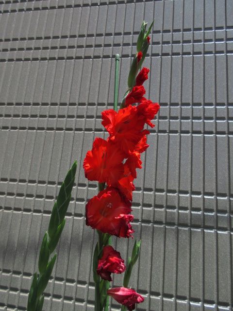 お疲れサマーにオレンジの花。