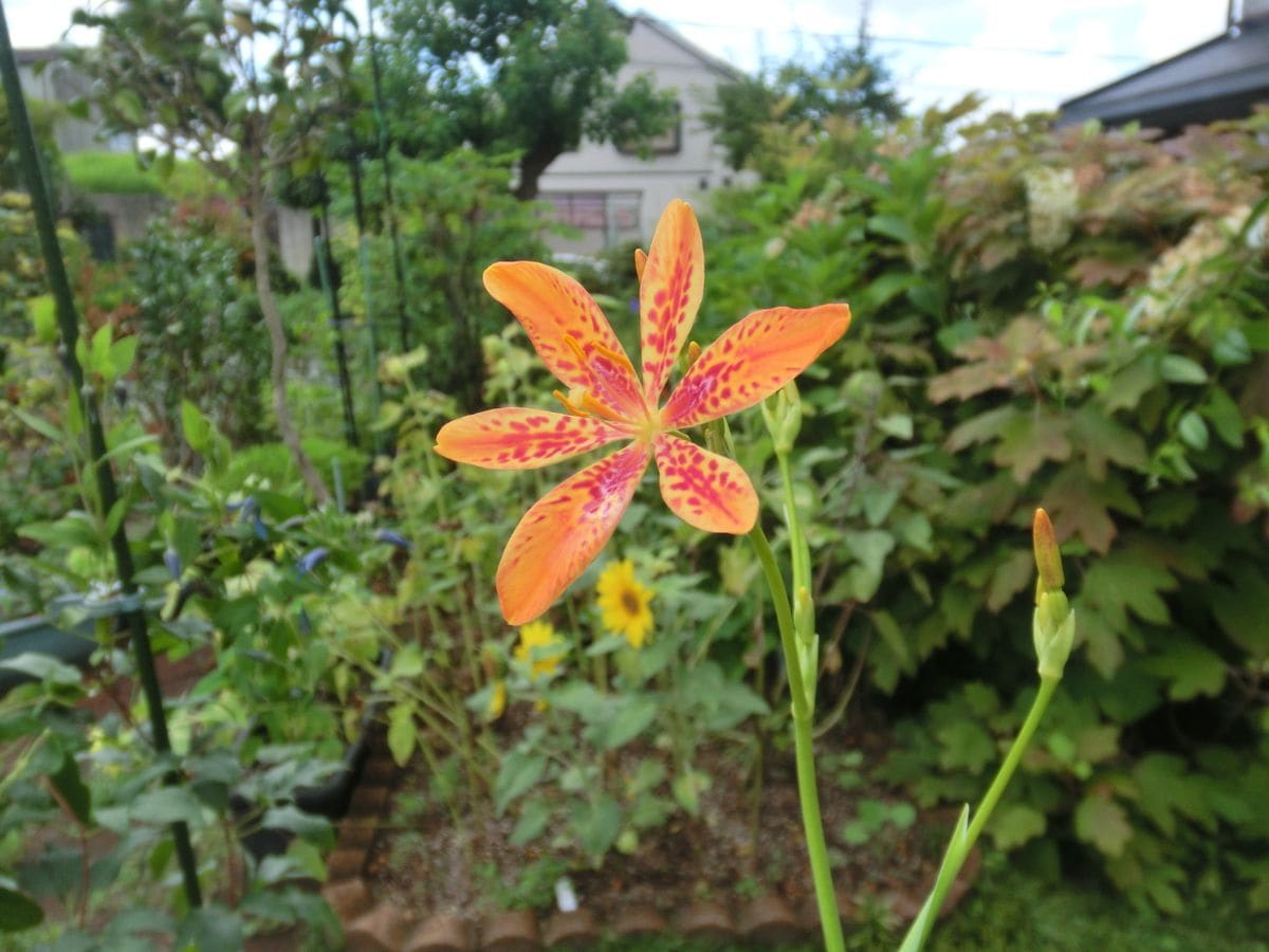 いろいろなお花たち