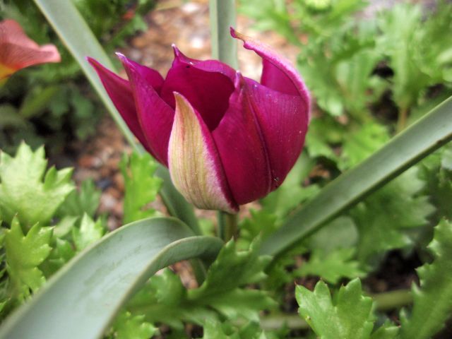 今日のお花。