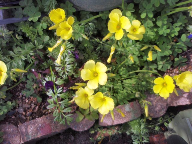 今日のお花。