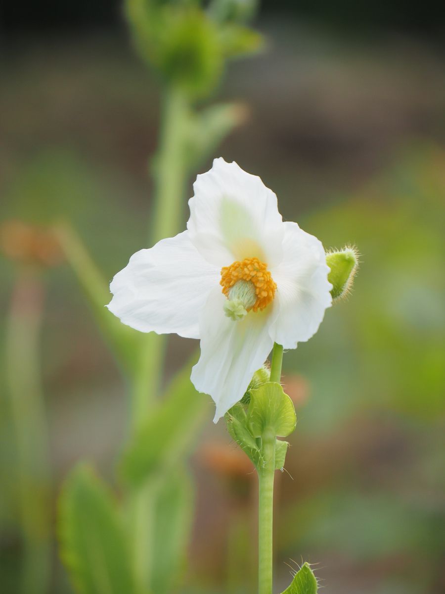 白花のヒマラヤの青いケシ