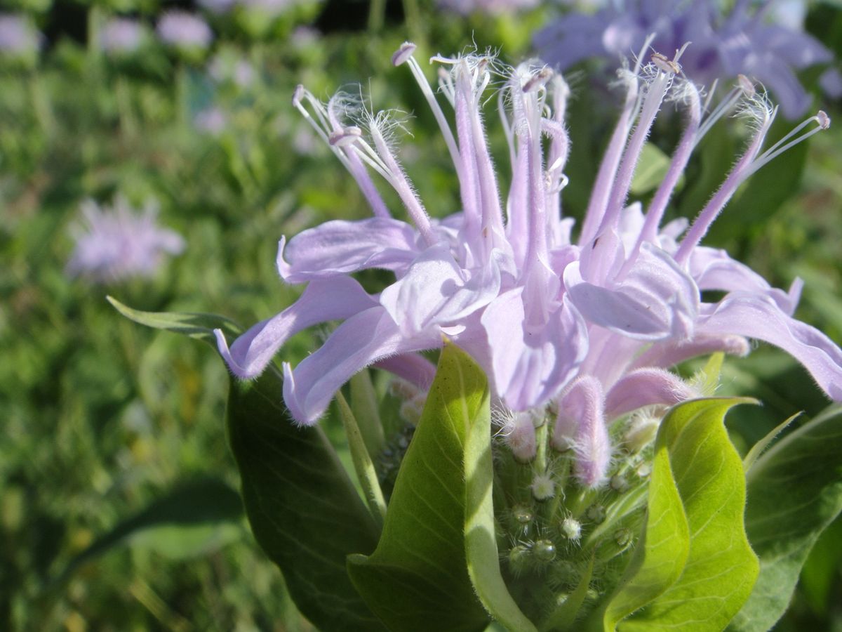 畑の花たち