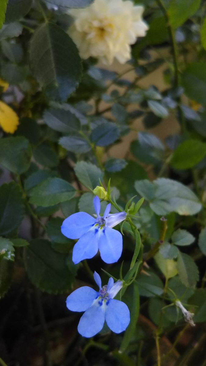 ７月の庭に咲く花🌫️青い花💜