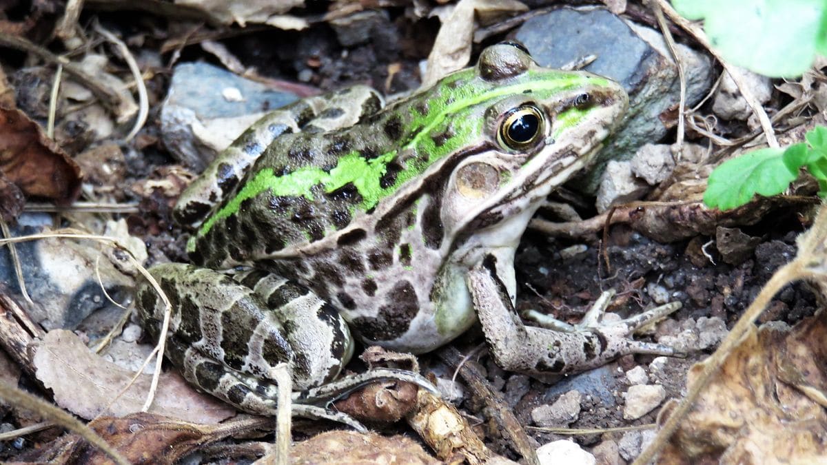 野生の小国-トノサマガエル