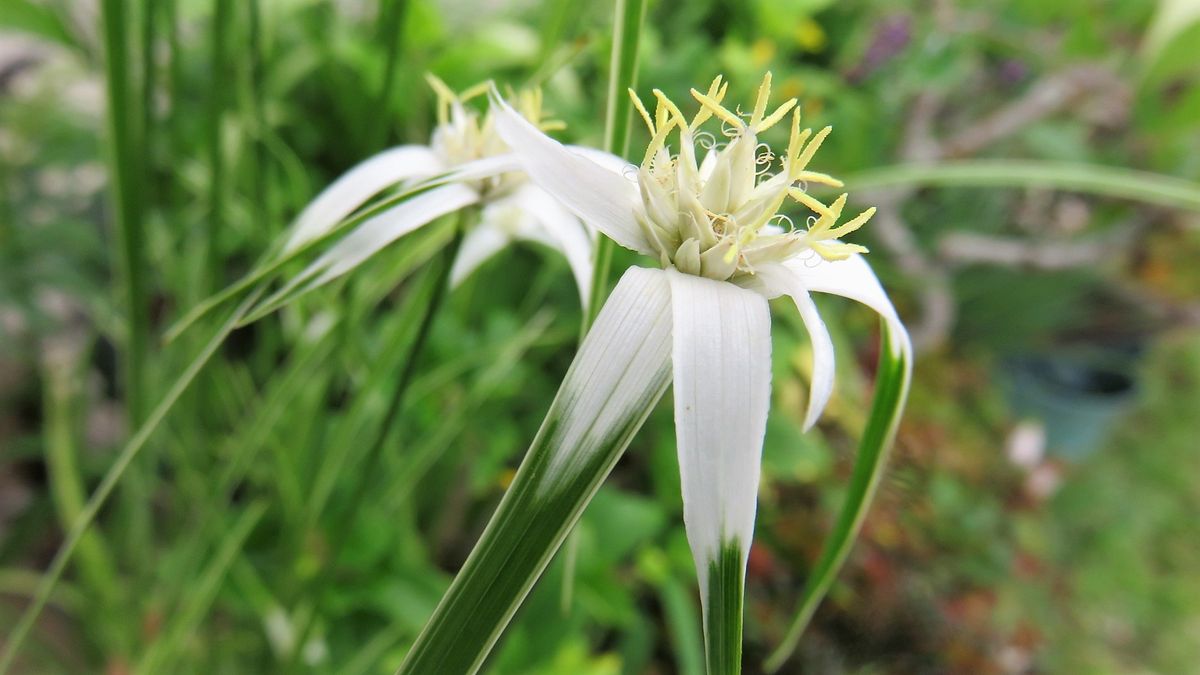 地味～な花３種