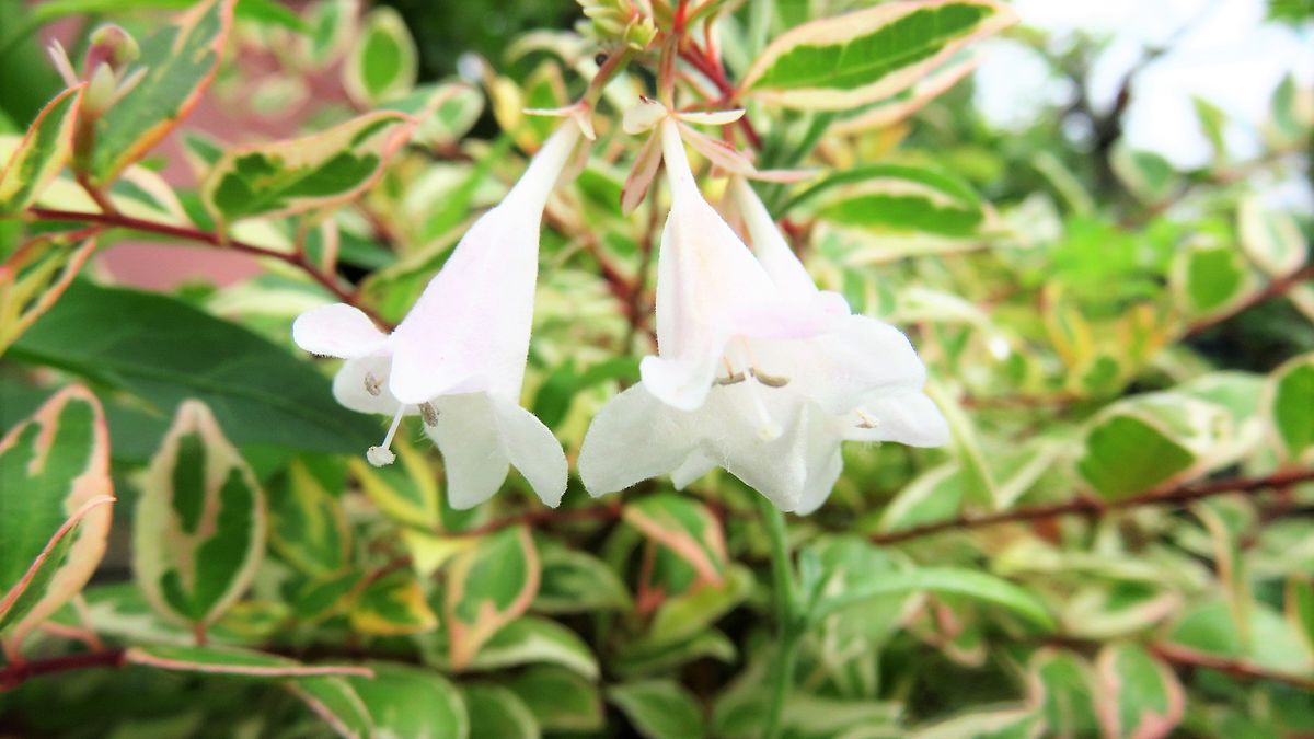 地味～な花３種