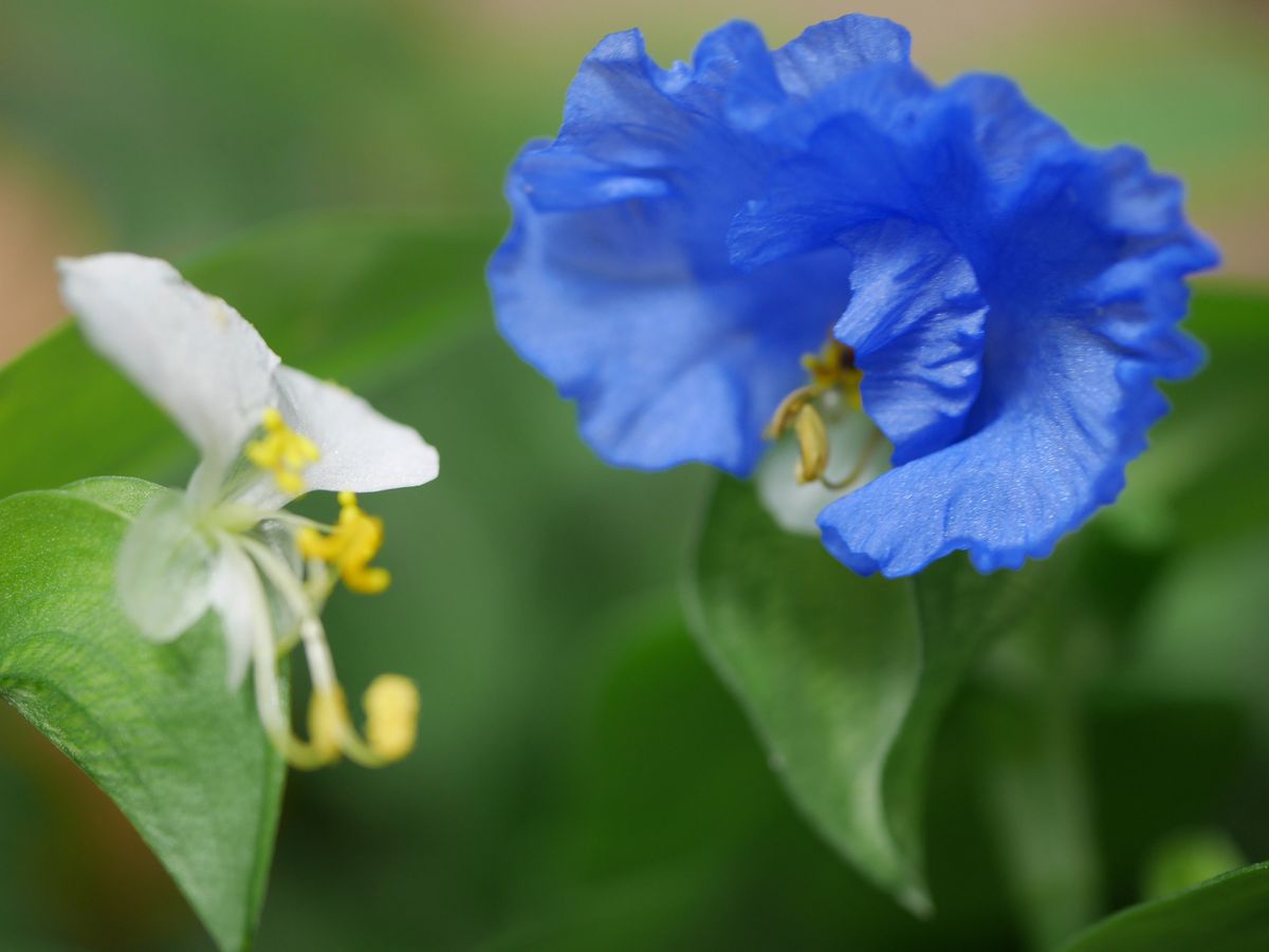 大帽子花