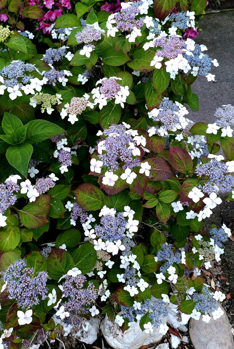 梅雨明けの😉😉紫陽花😂😂