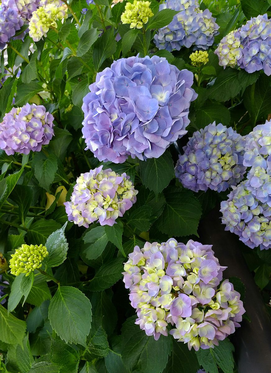 梅雨明けの😉😉紫陽花😂😂