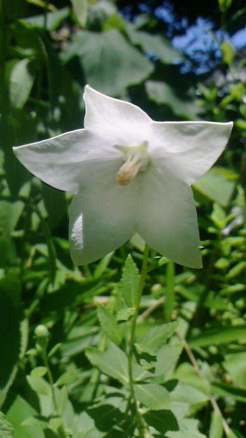 今日の山野草