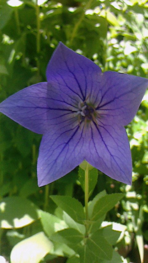 今日の山野草