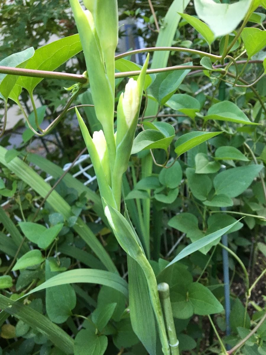 暑くて鉢植えもからっから