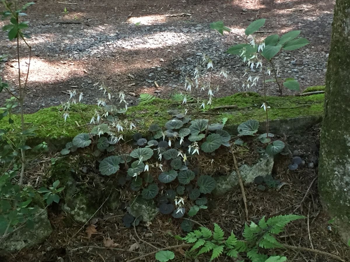 2018.7.1 ユキノシタ