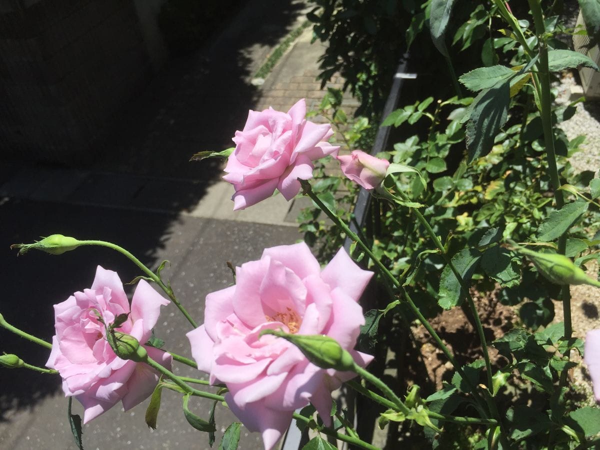 地植えの薔薇は元気❗️