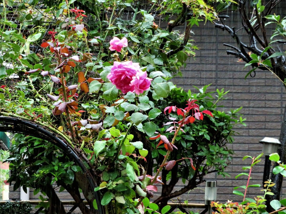 雨 にも負けずバラの花 園芸日記byロッキー みんなの趣味の園芸