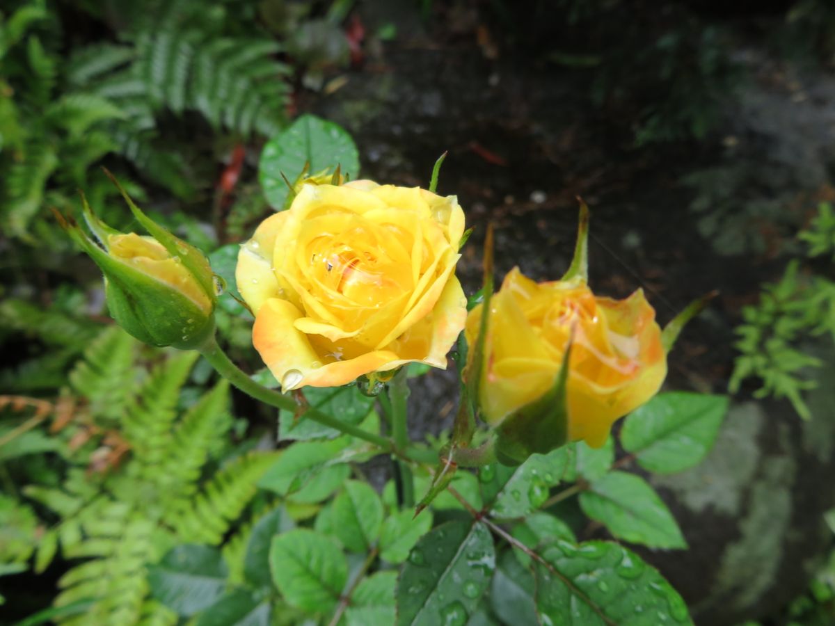 雨 にも負けずバラの花 園芸日記byロッキー みんなの趣味の園芸