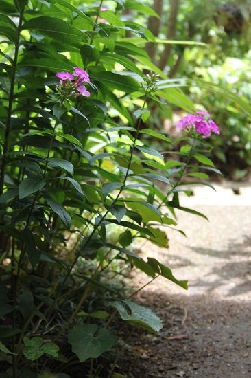 夏の花色々③