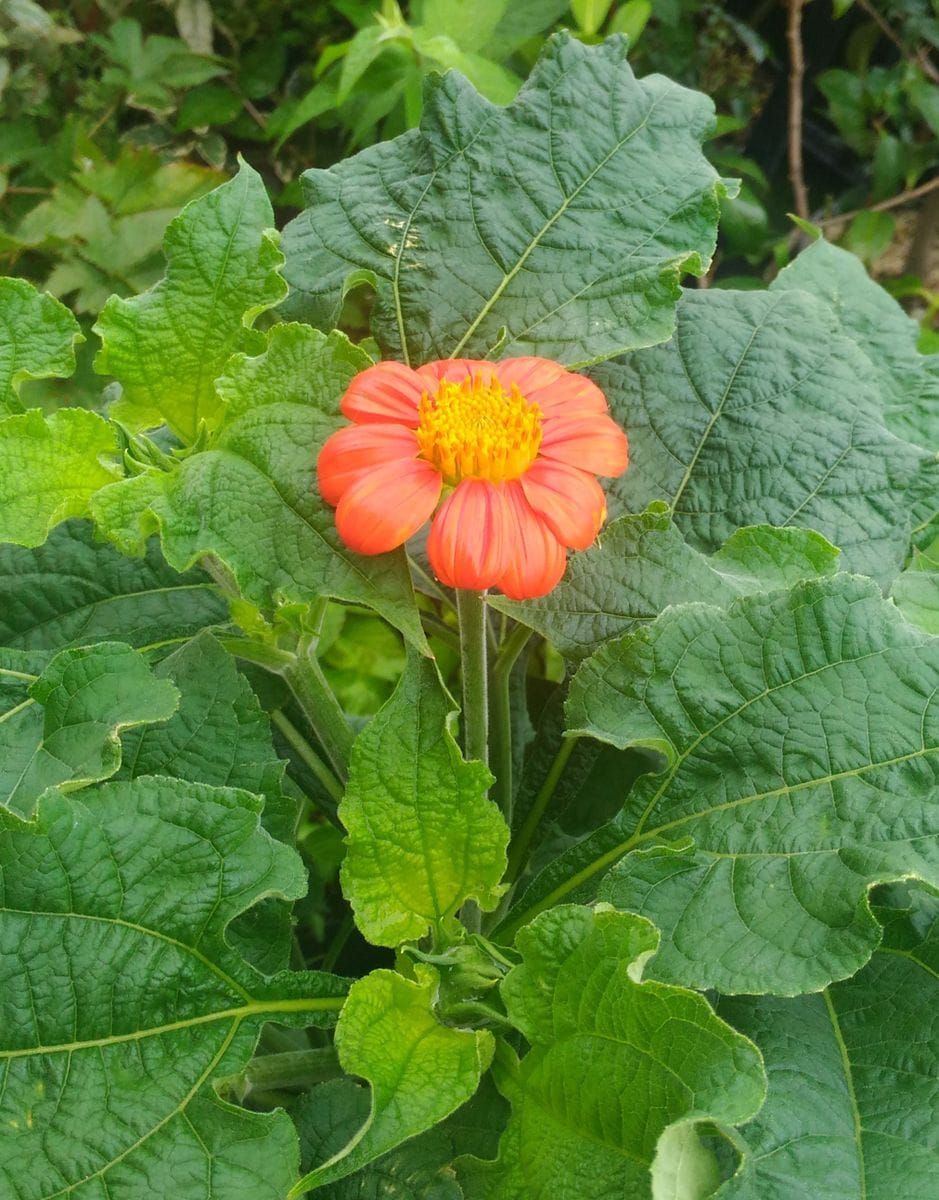 咲きました　チトニア