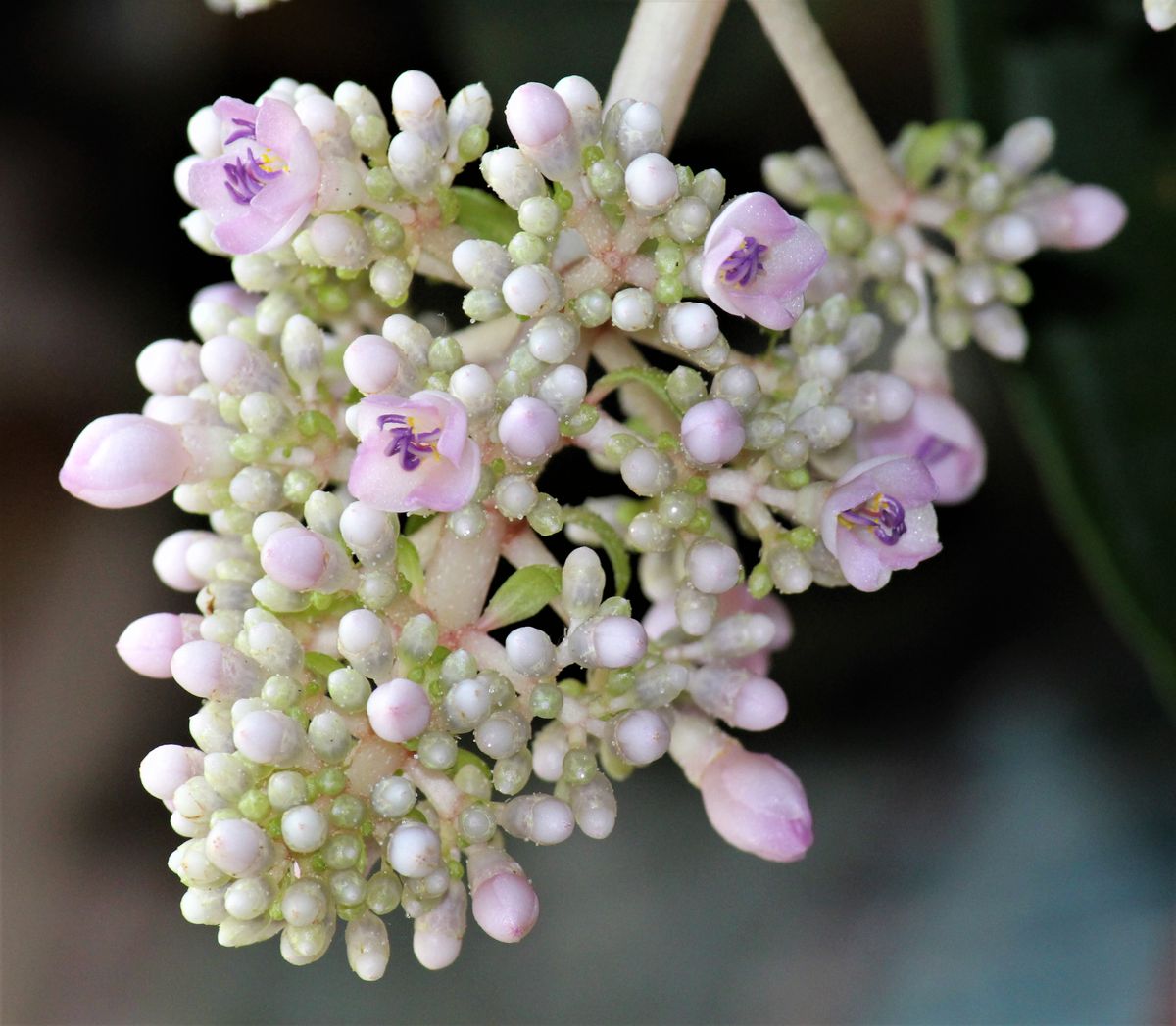 今日のお花