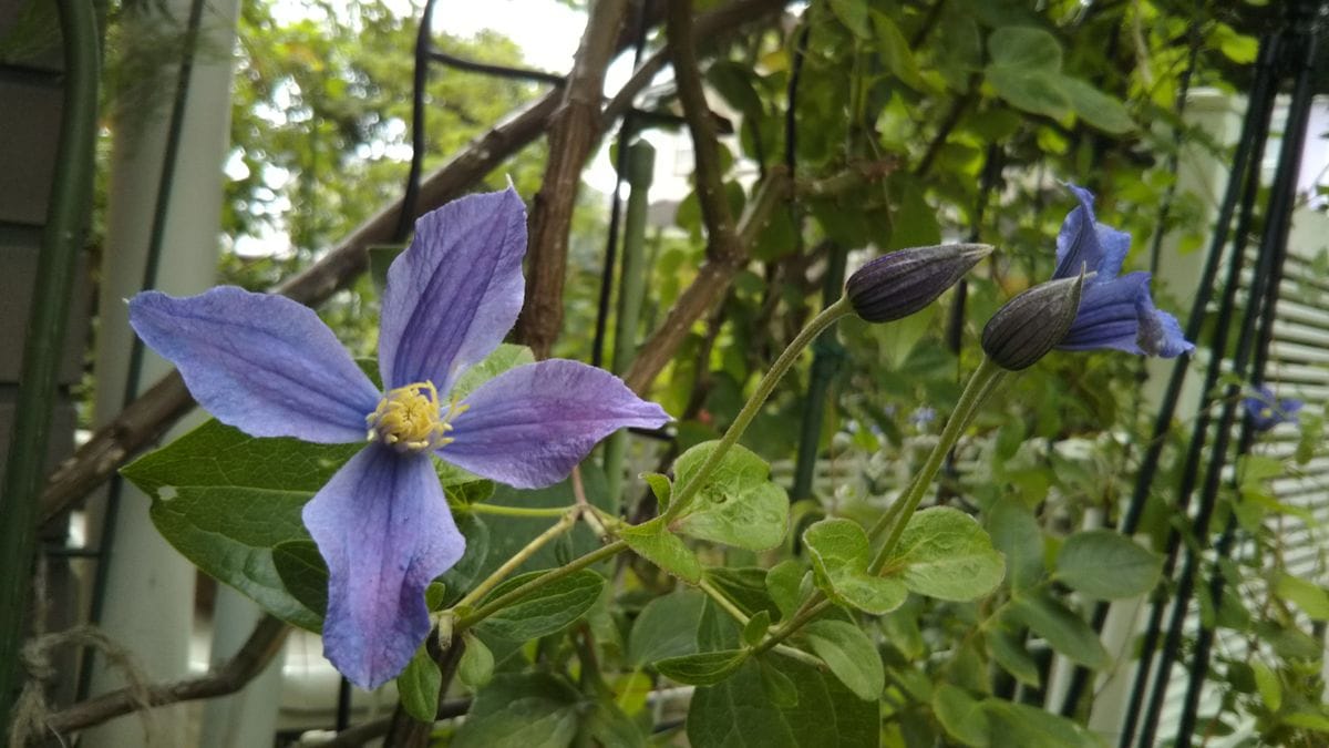 ７月の庭に咲く花🌫️レッド・レオナルド✨