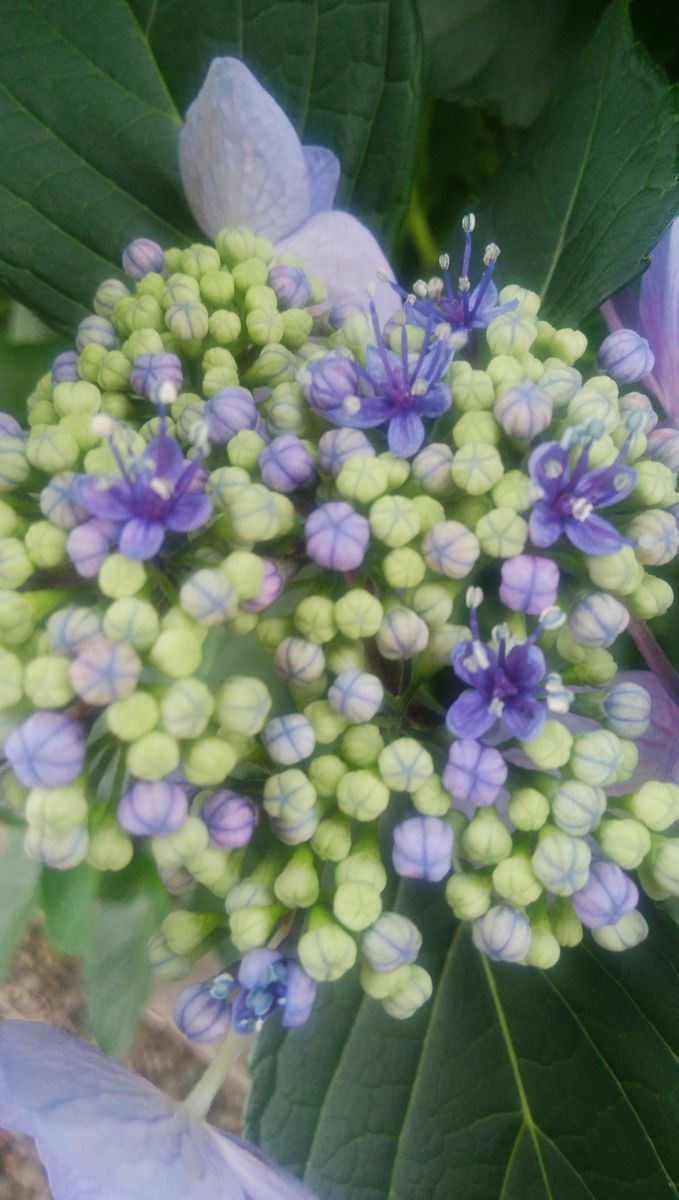 雨と言えば紫陽花🌼