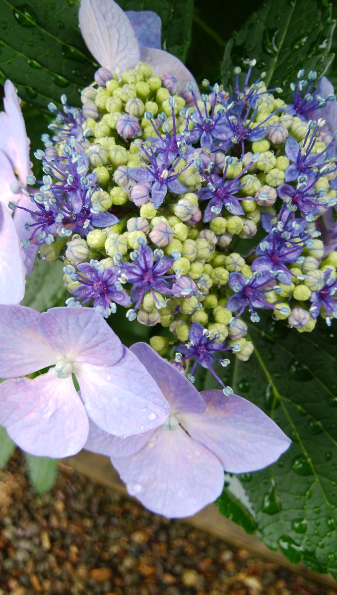 雨と言えば紫陽花🌼