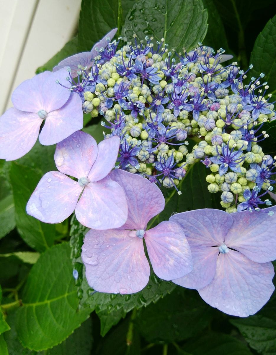 雨と言えば紫陽花🌼