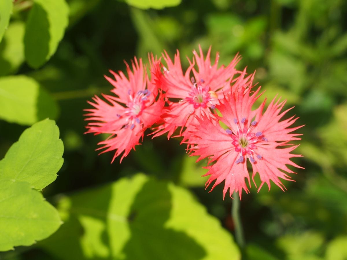 七月の花