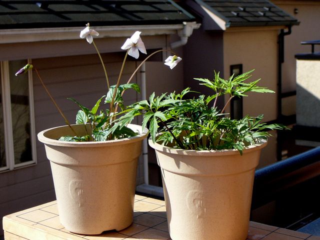 3月最終日、草花にマナブ