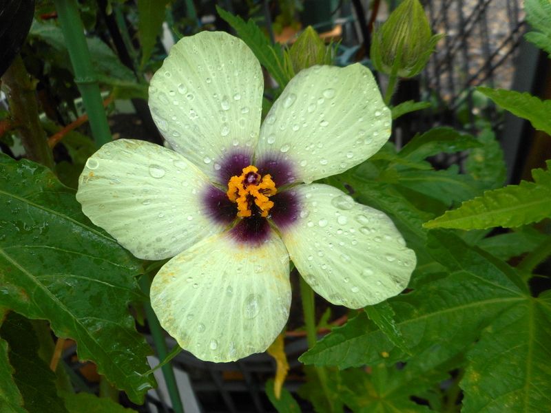 白花ハイビスカス　トリオヌムが咲きました💕