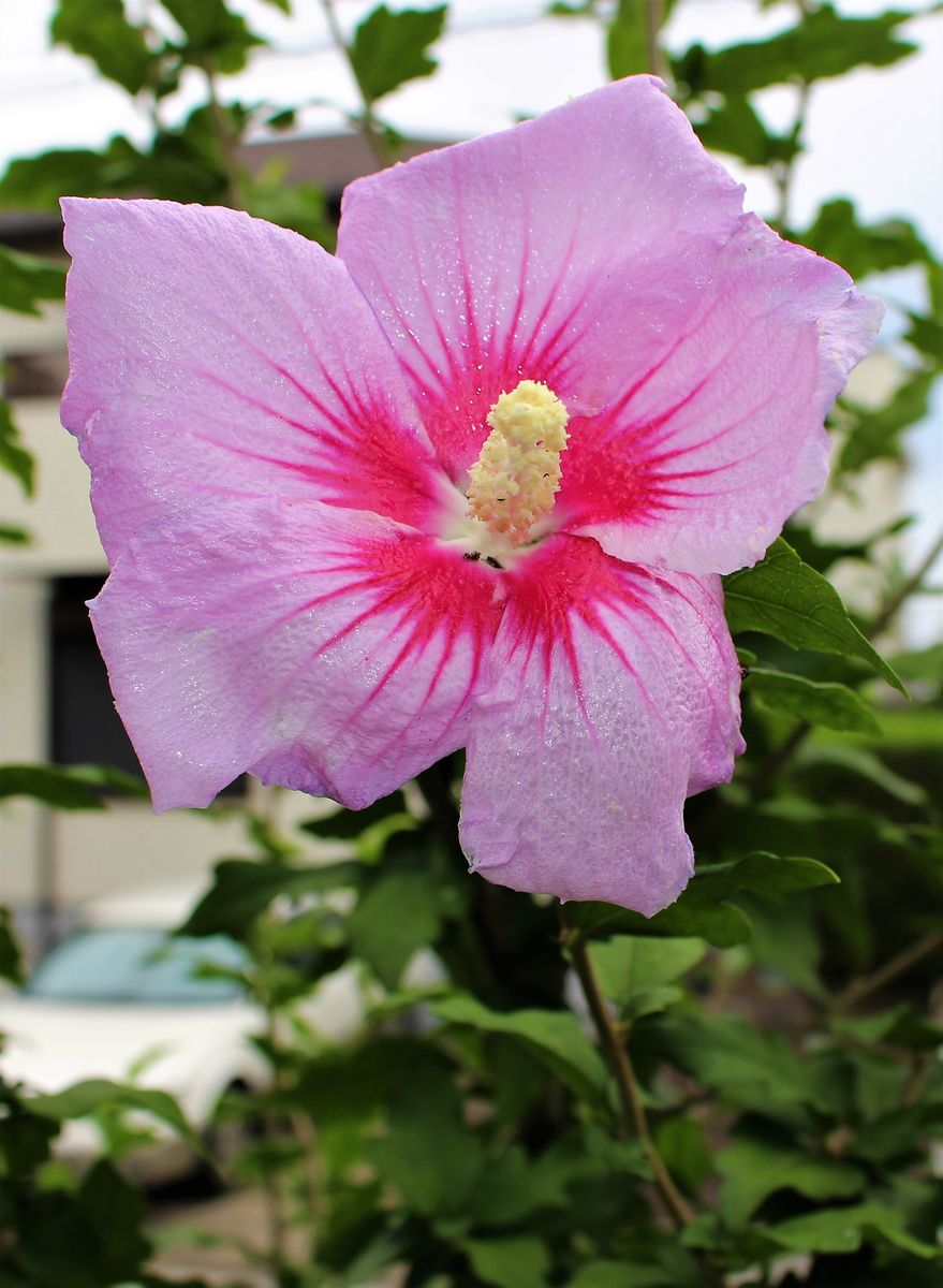 今日の花