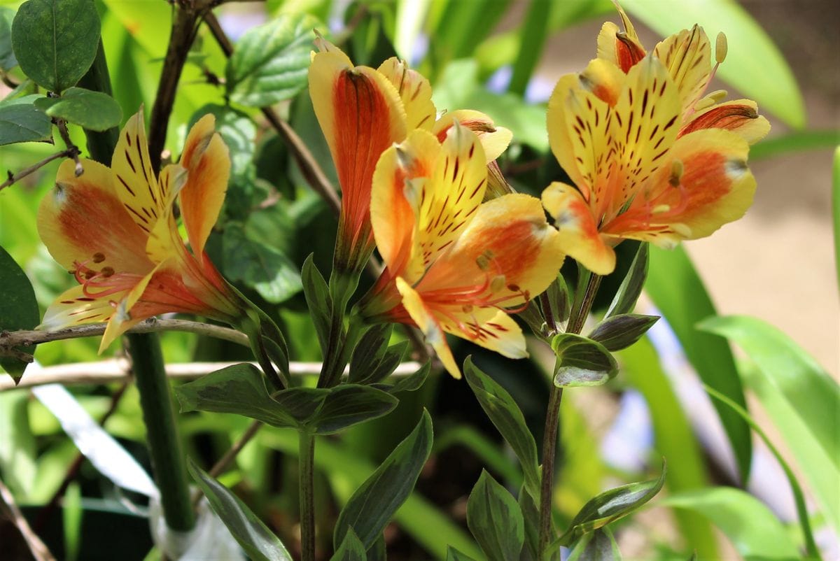 今日の花