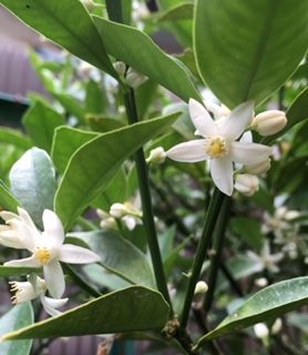 キンカンの木の花開花