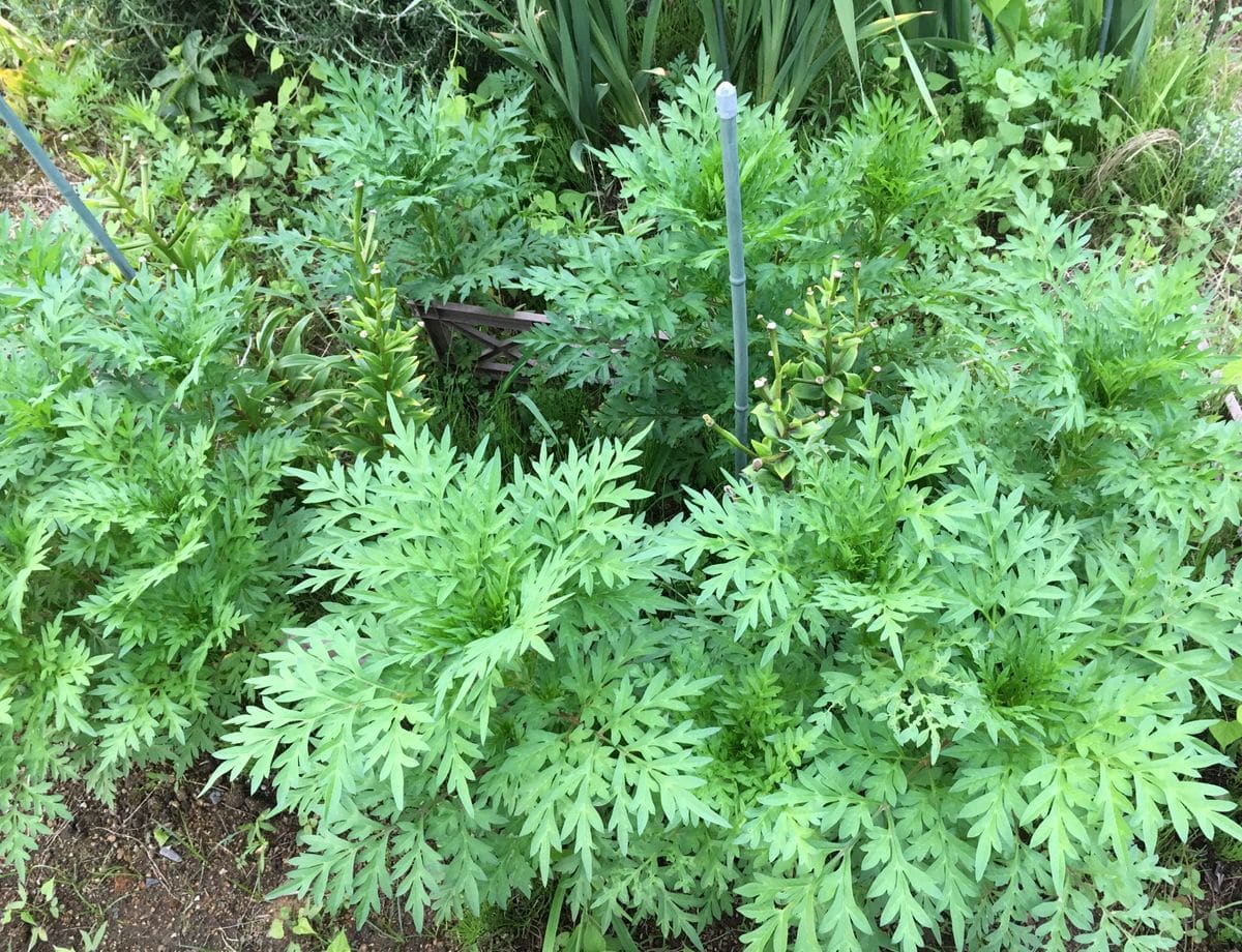 大雨・洪水警報