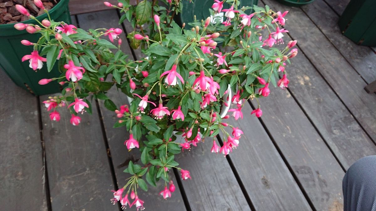 雨の中の花たち