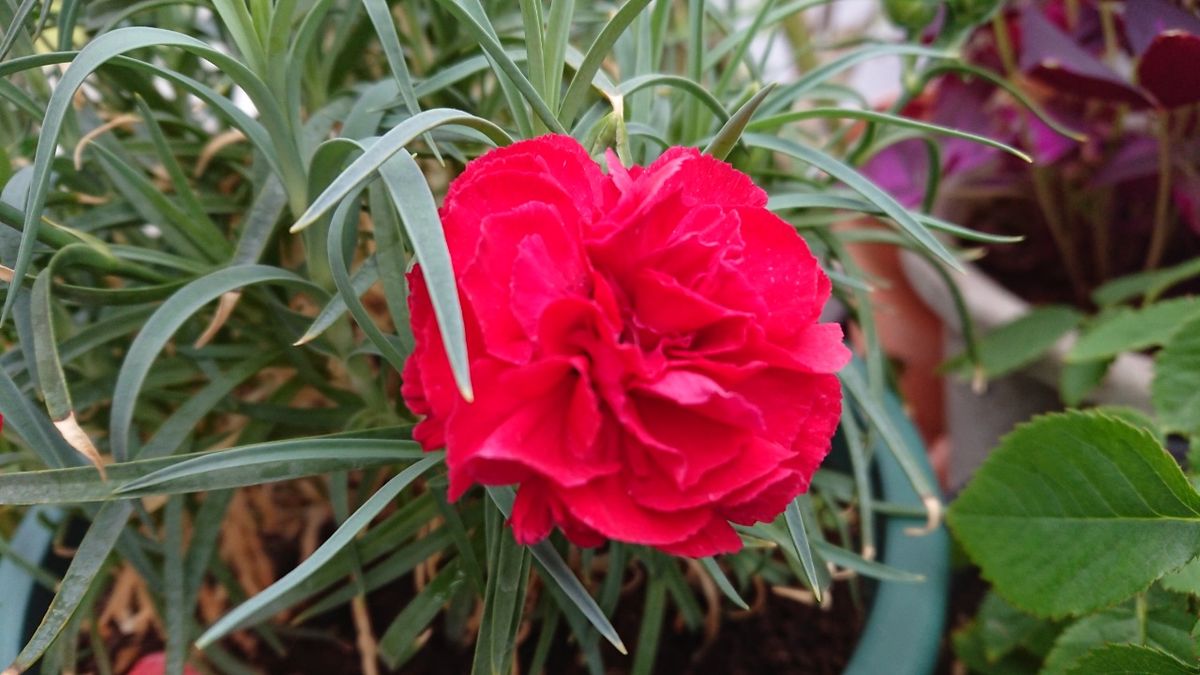 雨の中の花たち